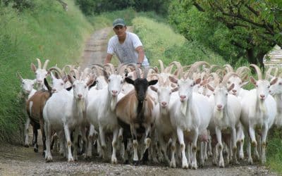 Open farms and cheese factories – September 11-12 in Gambassi Terme