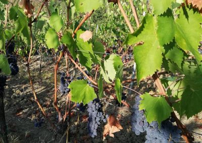 Azienda Agricola Corbucci - le nostre viti