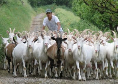 Poggi di Camporbiano - capre al pascolo