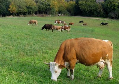 Poggi di Camporbiano - vacche al pascolo
