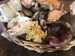 La raccolta dei funghi con Arcangela