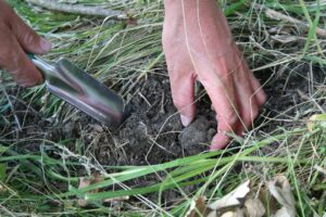Caccia al tartufo nei boschi di Gambassi durante un'escursione nella campagna di Gambassi Terme