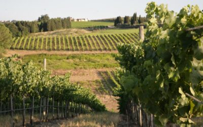 Things to Do on April 25th in Gambassi Terme: Experience the Most Authentic Tuscany