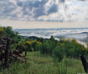 Paesaggio della campagna toscana con dolci colline e vegetazione estiva