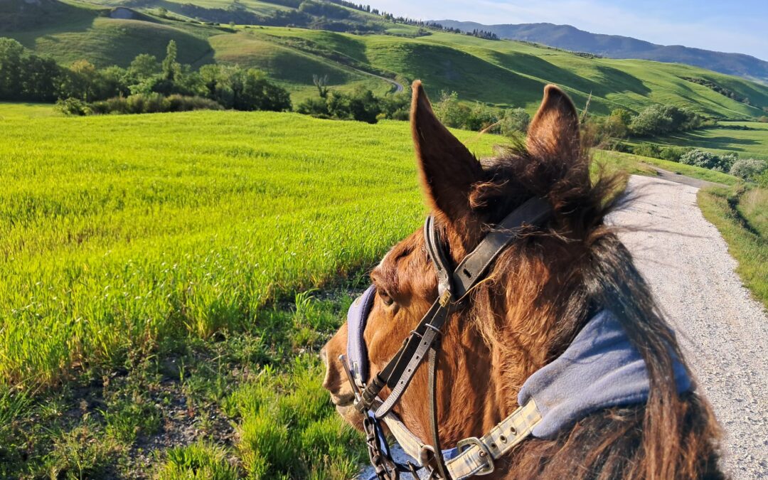 Cavallo in campagna toscana durante una vacanza dinamica e trekking in Toscana